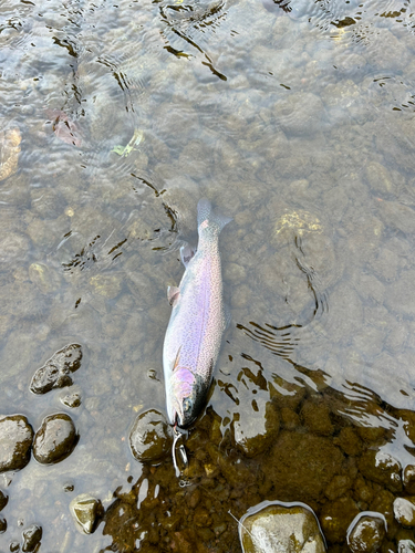 ニジマスの釣果