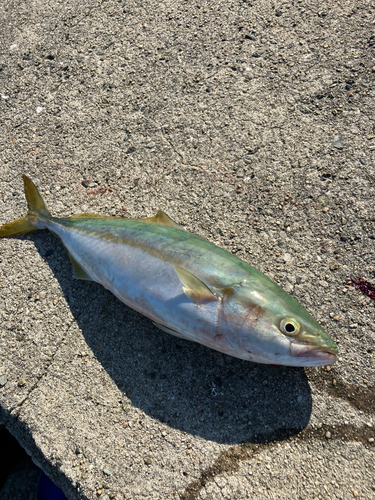 ツバスの釣果