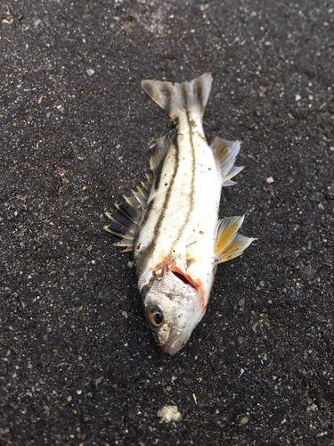 ハゼの釣果