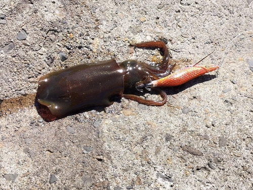 アオリイカの釣果