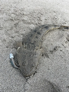 コチの釣果