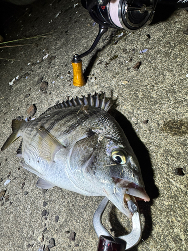 チヌの釣果