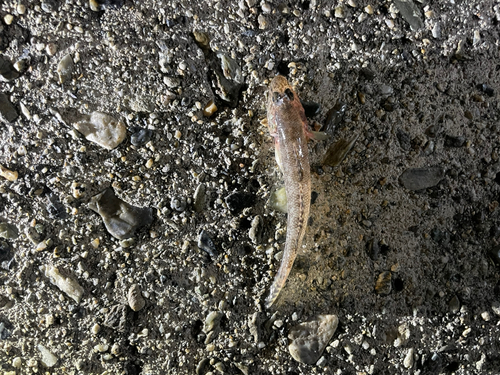 ハゼの釣果