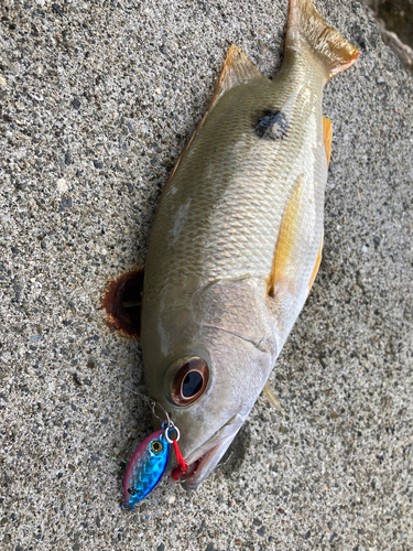 クロホシフエダイの釣果