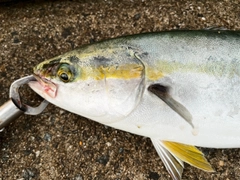 ハマチの釣果