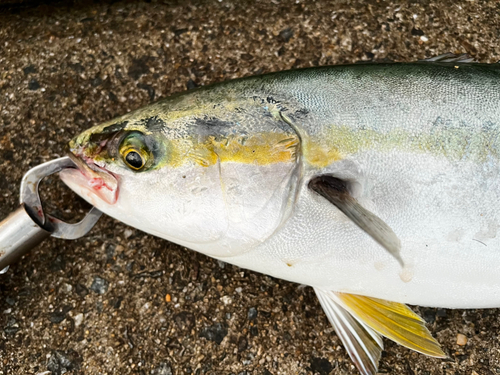 ハマチの釣果