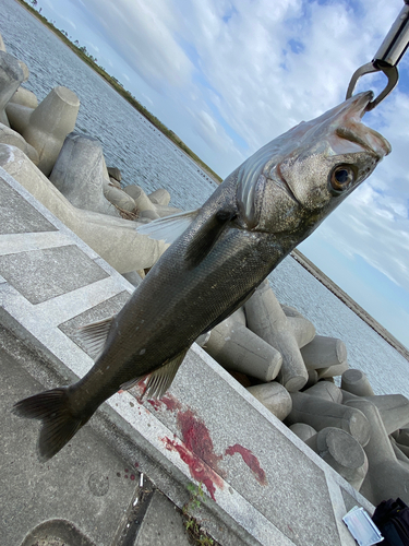 フッコ（マルスズキ）の釣果