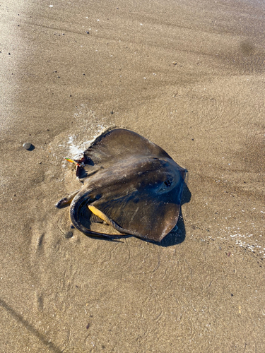 エイの釣果