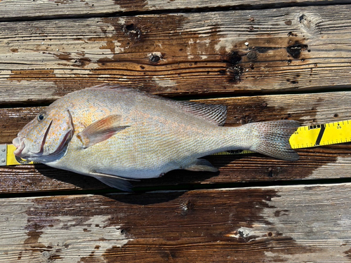 コロダイの釣果