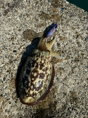 コウイカの釣果