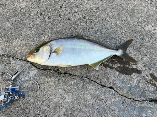 ショゴの釣果