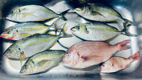 シマアジの釣果