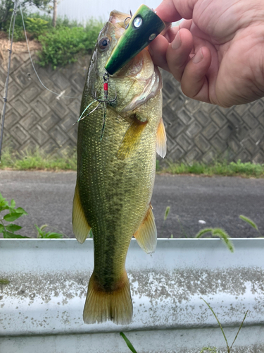 ブラックバスの釣果