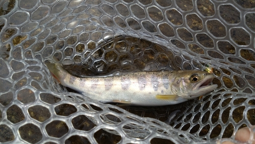 アマゴの釣果