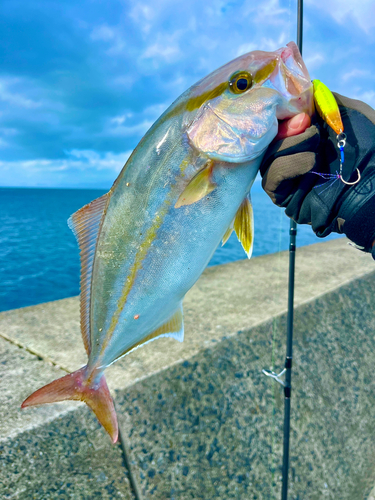 ネリゴの釣果