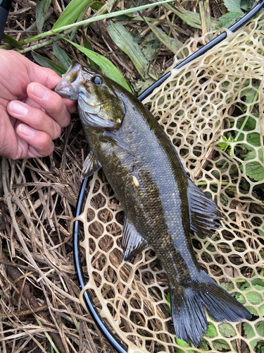 スモールマウスバスの釣果