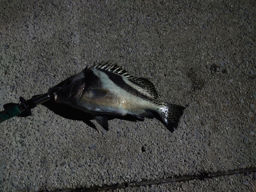 コショウダイの釣果