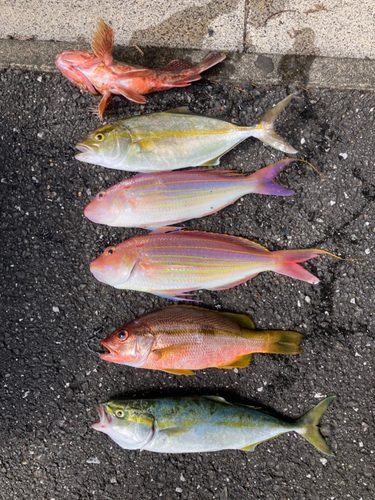 イトヨリダイの釣果