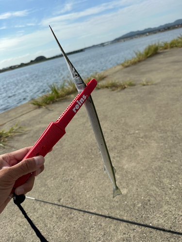 ダツの釣果