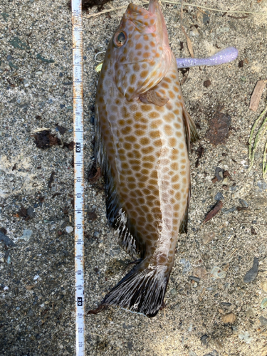 オオモンハタの釣果