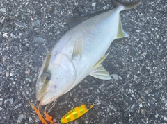 ショゴの釣果