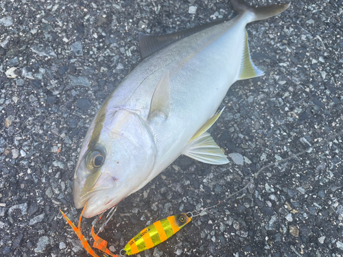 ショゴの釣果