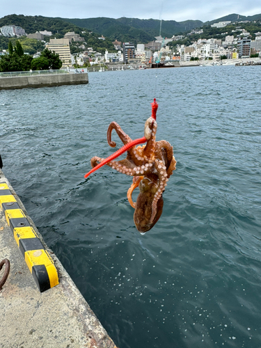 タコの釣果