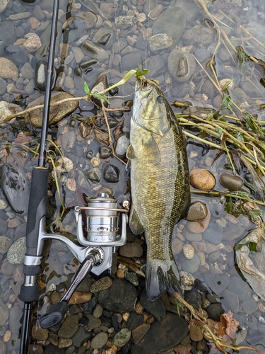 スモールマウスバスの釣果