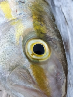 ショゴの釣果