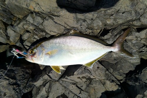 ショゴの釣果