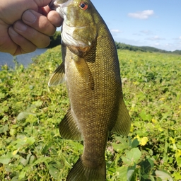 スモールマウスバス