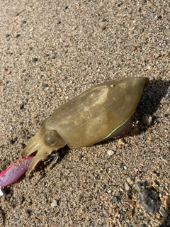 コウイカの釣果