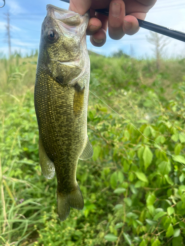 ブラックバスの釣果