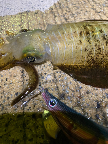 アオリイカの釣果