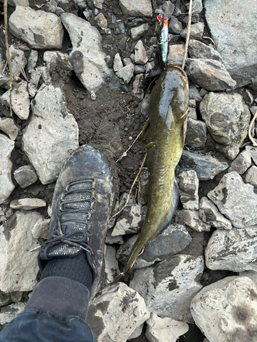 ニホンナマズの釣果