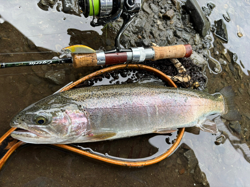 ニジマスの釣果