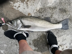 ヒラスズキの釣果