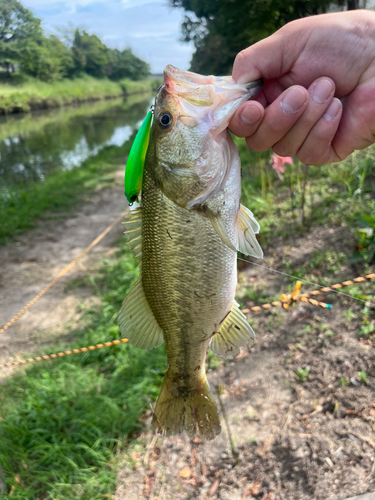 ラージマウスバスの釣果