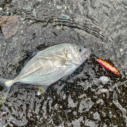 メッキの釣果