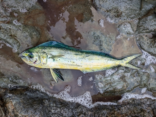 マヒマヒの釣果