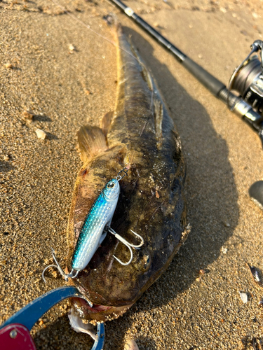 マゴチの釣果