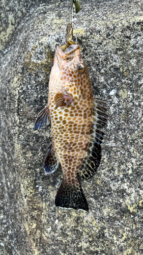 オオモンハタの釣果