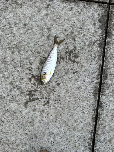 コノシロの釣果