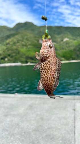 オオモンハタの釣果