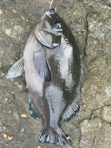 クロの釣果