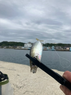 マアジの釣果