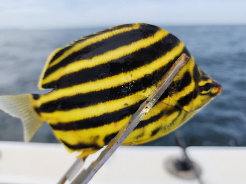 カゴカキダイの釣果