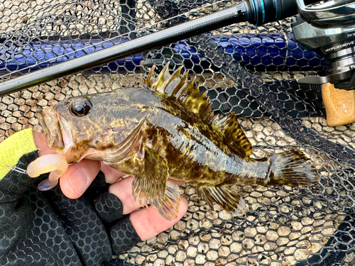 タケノコメバルの釣果