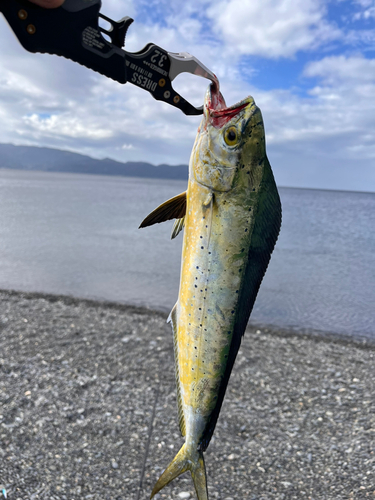 シイラの釣果