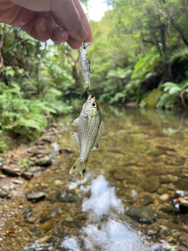 オオクチユゴイの釣果